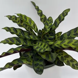 Calathea Lancifolia 6" pot - pet friendly Rattlesnake Plant with Bold Green & Purple Leaves for Home Decor & Pet-Friendly Indoor Gardening