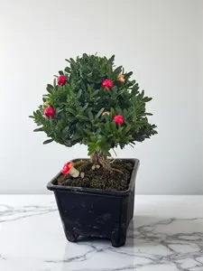 Mini Christmas Tree Bonsai With flower pot – Japanese Boxwood,Indoor Live Plant,Gift That Grows,Home Gardens Decoration,Green Plant Lover