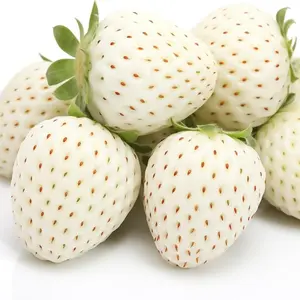 200pcs Rare Milk Strawberry Seeds-Non-GMOPerennial Herb, ldeal for Cool to Warm Climates