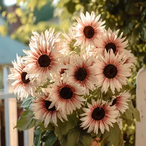 Sunflower Seeds  Seeds for Home and Garden Planting