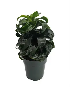 Twister Dragon Tree - Dracaena fragrans - 6" Pot -