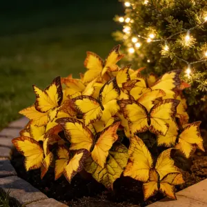 800pcs Butterfly Leaf Hosta Seeds-Unique ResemblingButterfly Wings-Shade-LovingPerennial for Garden Borders& Landscaping