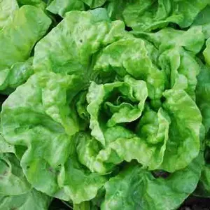 Organic Tennis Ball Lettuce Seeds (Lactuca sativa) – Historic Mini-Heads for Small Spaces and Container Gardens