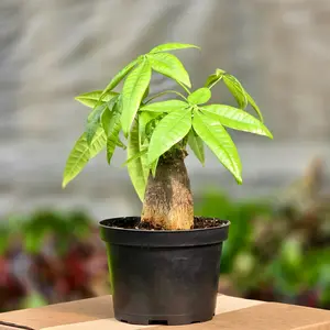 Money Tree (Pachira Stump)