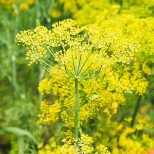 Bouquet Dill Herb | Two Live Plants | Non-GMO | Heirloom | Fast Growing, Pollinator Friendly, Fragrant
