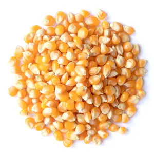 Yellow Popcorn Organic Seeds (Zea mays everta) – Heirloom popping corn with golden kernels that pop into light, fluffy, buttery-white snacks.