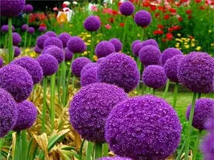 100+ Pcs Blue Purple Giant Allium Seeds Globemaster Allium Giganteum Flower Seeds Garden Plants Flower Seeds