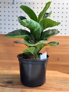 Fiddle Leaf Fig (Ficus lyrata) 6 inch