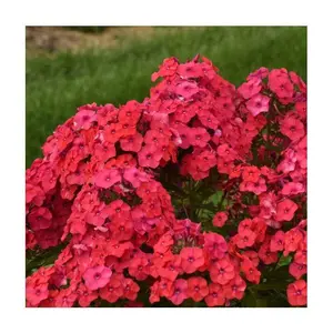 Roberta's Phlox All Sunset Coral Tall Upright 1pc