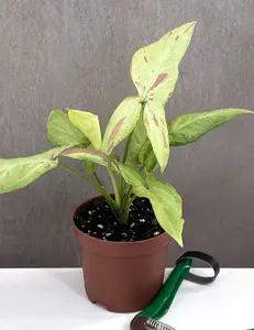 Syngonium Strawberry Milk