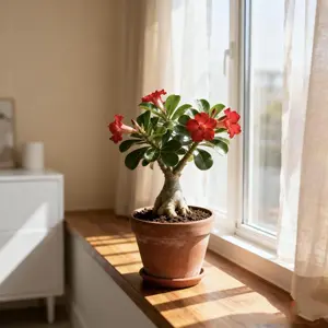 Desert Rose Live Plant Adenium Low Maintenance Indoor Houseplant & Outdoor Flowering Plant for Sunlit Spaces
