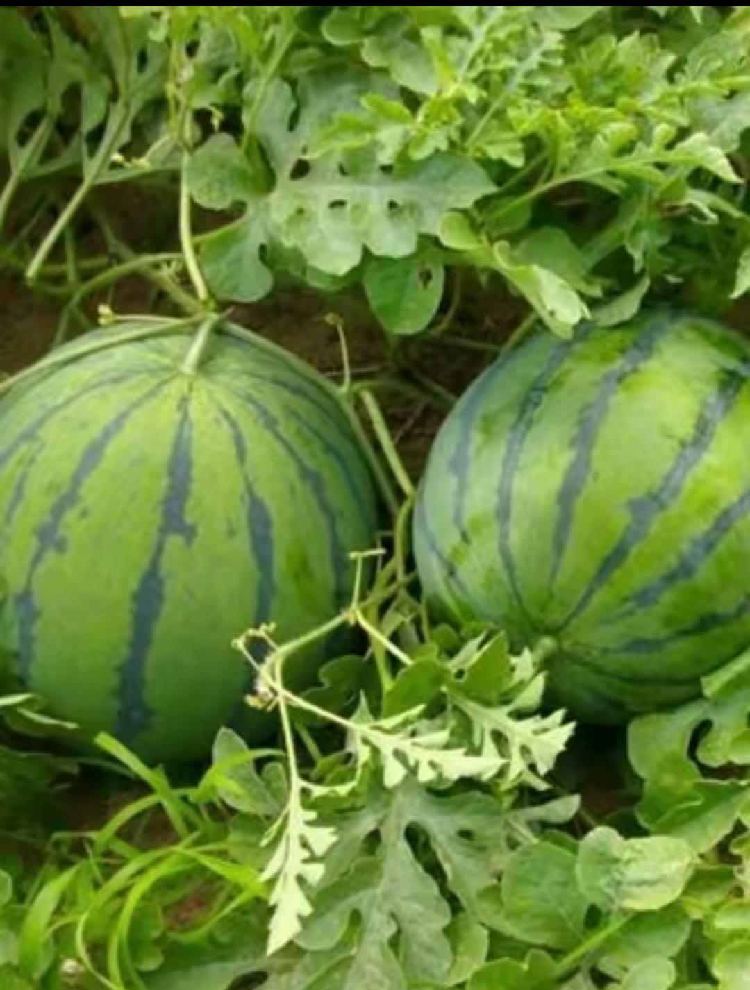 100 PCS Watermelon Seeds, Lazy Man's Watermelon, for Planting Heirloom and Non GMO, Seeded Watermelon, Nutritious, Can be Replanted Every Year