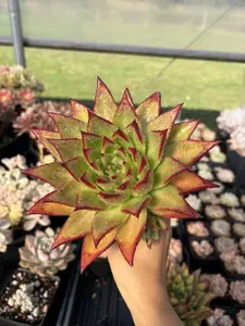 April Farm Echeveria Ebony Rare Succulent Plant 6-7 Inches