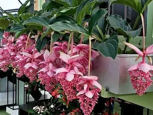 Royal CHANDALIER Magnifica Medinilla Plant~Live Well Rooted STARTER Plant