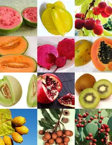 50 Seeds Exotic Tropical Fruits Mix Sweet Edible Plant Tree Fragrant Fruit Seed Variety Pack for Gardening