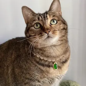 Pet cat dog cute imitation pearl necklace emerald catchain pendant cute pet collar lady style fashion pet match cuban  link Valentine's Day Dog Collar with Bowtie big breed custom acesso ries easy  harness Festive Christmas Cat Collars Set