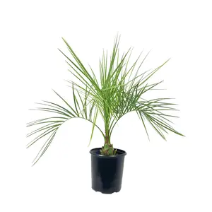 Pindo Palm - Live Plant in a 3 Gallon Growers Pot - Butia Capitata - Rare Palms from Florida - Beautiful Palms Delivered to Your Door