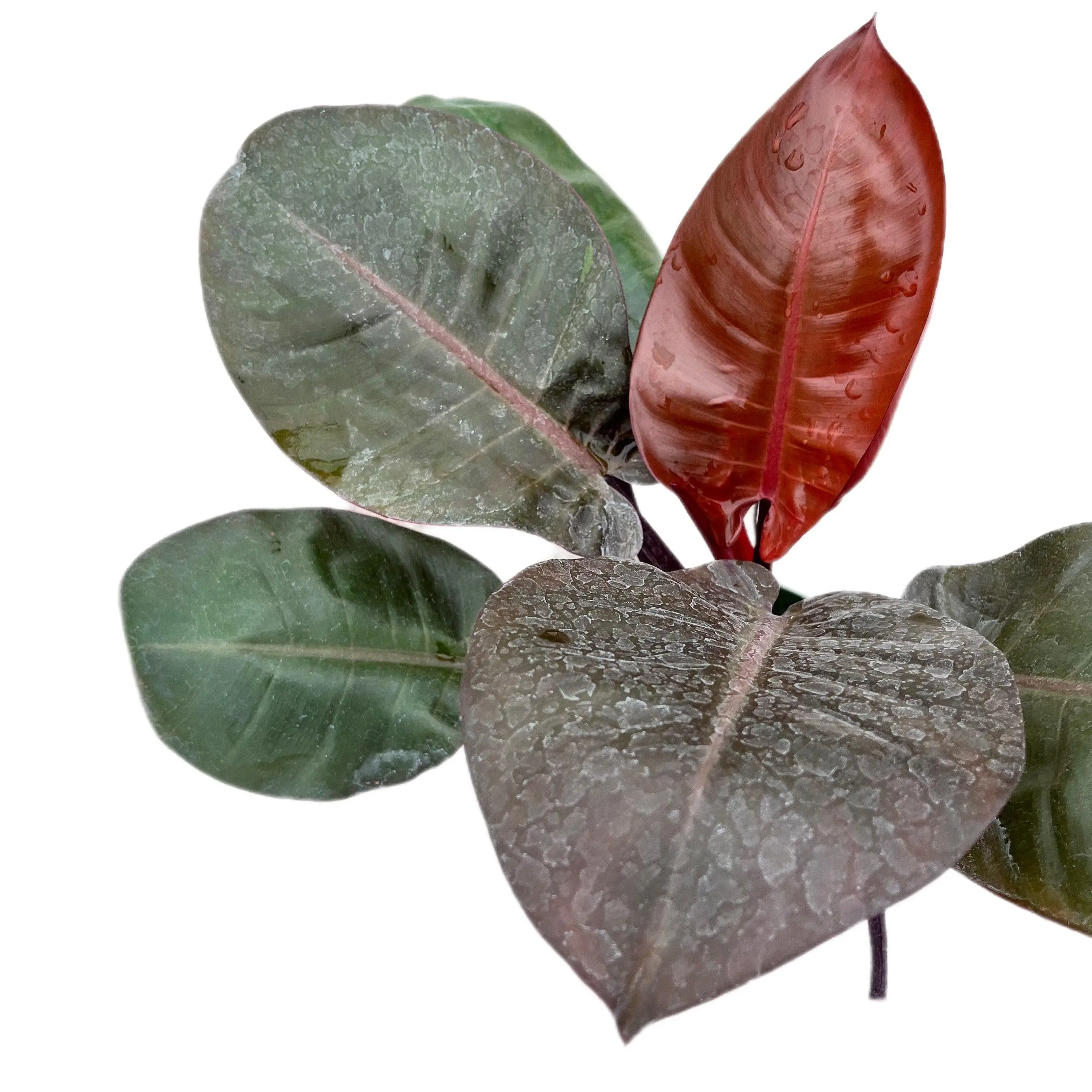 Philodendron Burgundy Princess