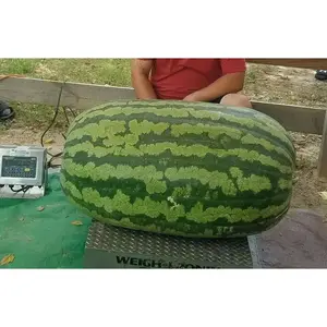 Carolina Cross 180 Watermelon Seeds - Ideal for Growing Healthy Tomatoes