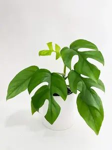 Rhaphidophora Tetrasperma Mini Monstera 'Ginny' Healthy Live House Plant Shipped in Potted Nursery Pot for Easy Care and Gift-worthy Decor