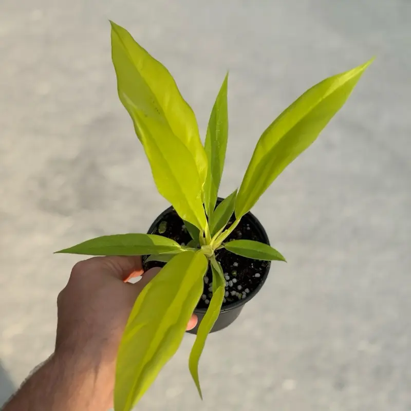spider plants for sale Spider Plant main image 1