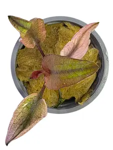 Tofu's Tanks "Flamingo" Cryptocoryne Wendtii Pink - Easy, low-light live freshwater aquarium plant - use root fertilizer tablets for best growth