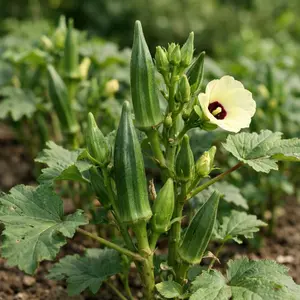 Okra Seeds – Vegetable Seeds for Garden, Easy Grow Plants
