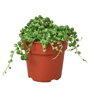 Succulent 'String of Pearls' 4"