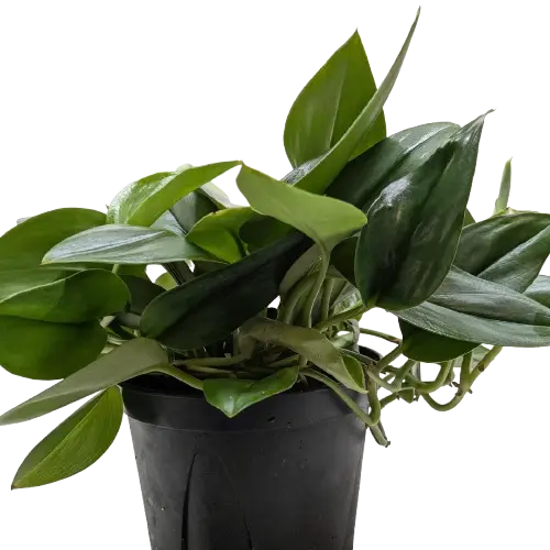 Scindapsus Platinum Java (Scindapsus pictus)