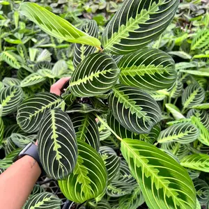 Maranta Lemon Lime Prayer Plant in 4 inch Pot