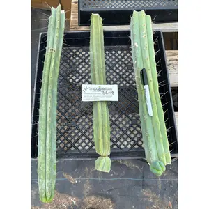 #EC148 EXACT Trichocereus Bridgesii Jiimz Cactus Cutting TLC Bargain Lot
