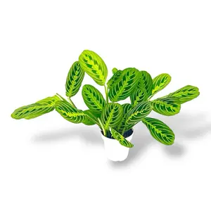 Lemon Lime Maranta, 4 Inch Pot,Prayer Plant, Live Plant
