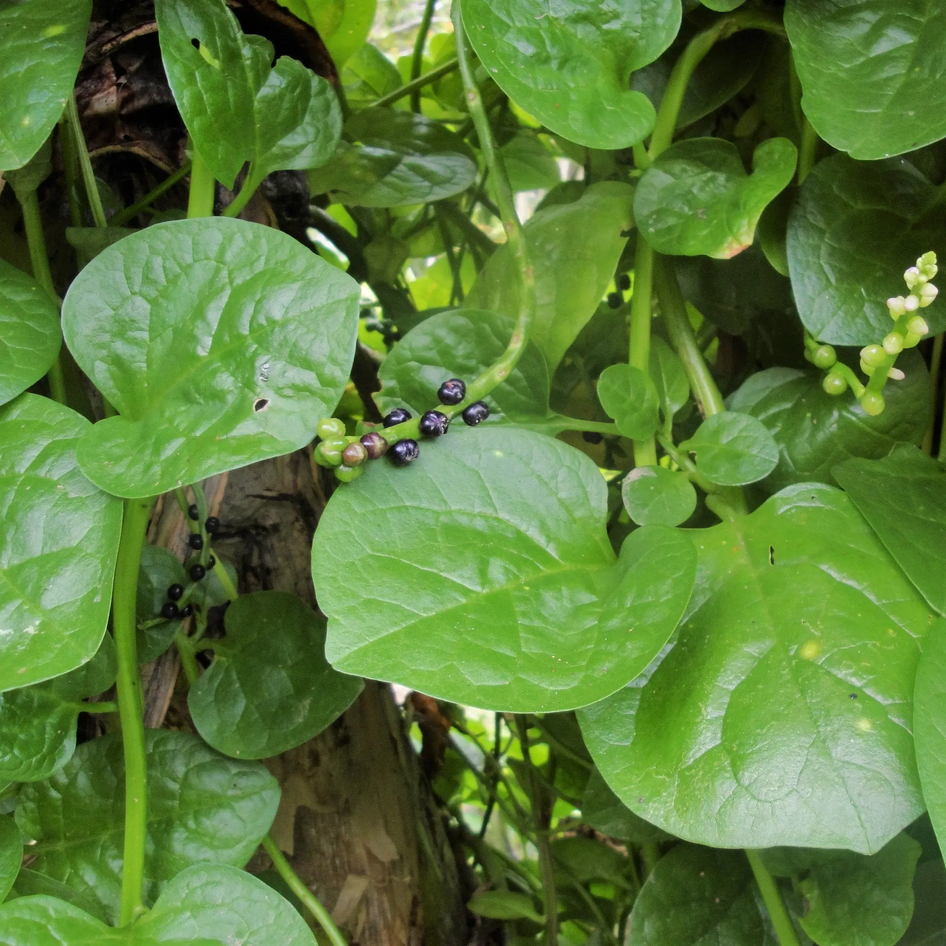 TomorrowSeeds - Giant Malabar Spinach Seeds -  Basella Alba Round Leaf Vining Green Plant Ceylon Alugbati Leaf NonGMO Asian Vegetable Seed 2024