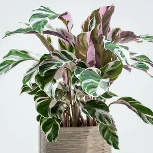 Calathea White Fusion 4” Potted Live Plant - Rare Exotic Houseplant - Variegated Prayer Plant - White, Green, & Lilac Foliage - Tropical Gift - Unique Indoor Plant - Marbled Leaves - Collector’s Item - Statement Greenery - Non-Toxic