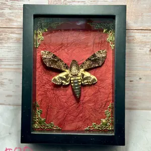 Real framed death head moth Decor