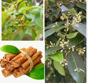35 Cinnamon Tree Seeds Cinnamomum verum Fast Growing True Ceylon Cinnamomum