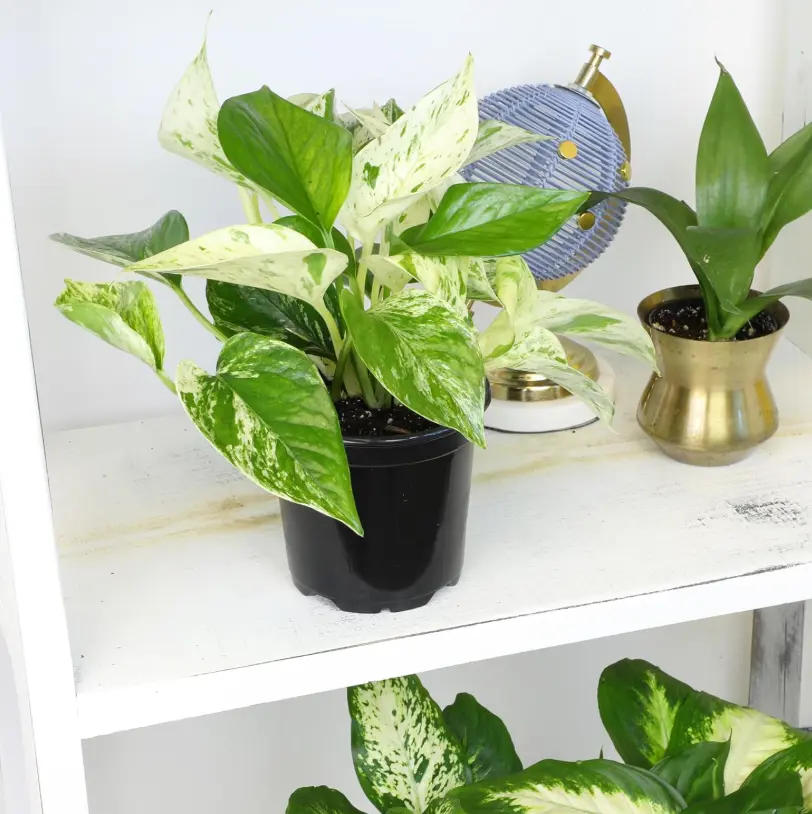 RZ-18 Marble Queen Pothos Live Trailing Houseplant 4 Inch Pot, Indoor Vine Plant with Cream Variegated Foliage, Decorative Green Plant for Shelf and Home Office