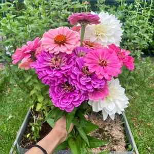 50 Mixed Zinnia Seeds – Multi-Color Double Blooms, Easy Annual for Summer Garden