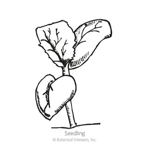 Minnesota Midget Cantaloupe/Muskmelon Melon Seeds