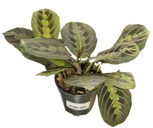 Red Prayer Plant 4" (Maranta leuconeura)