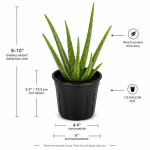 Aloe Vera (Live Rooted Plant)