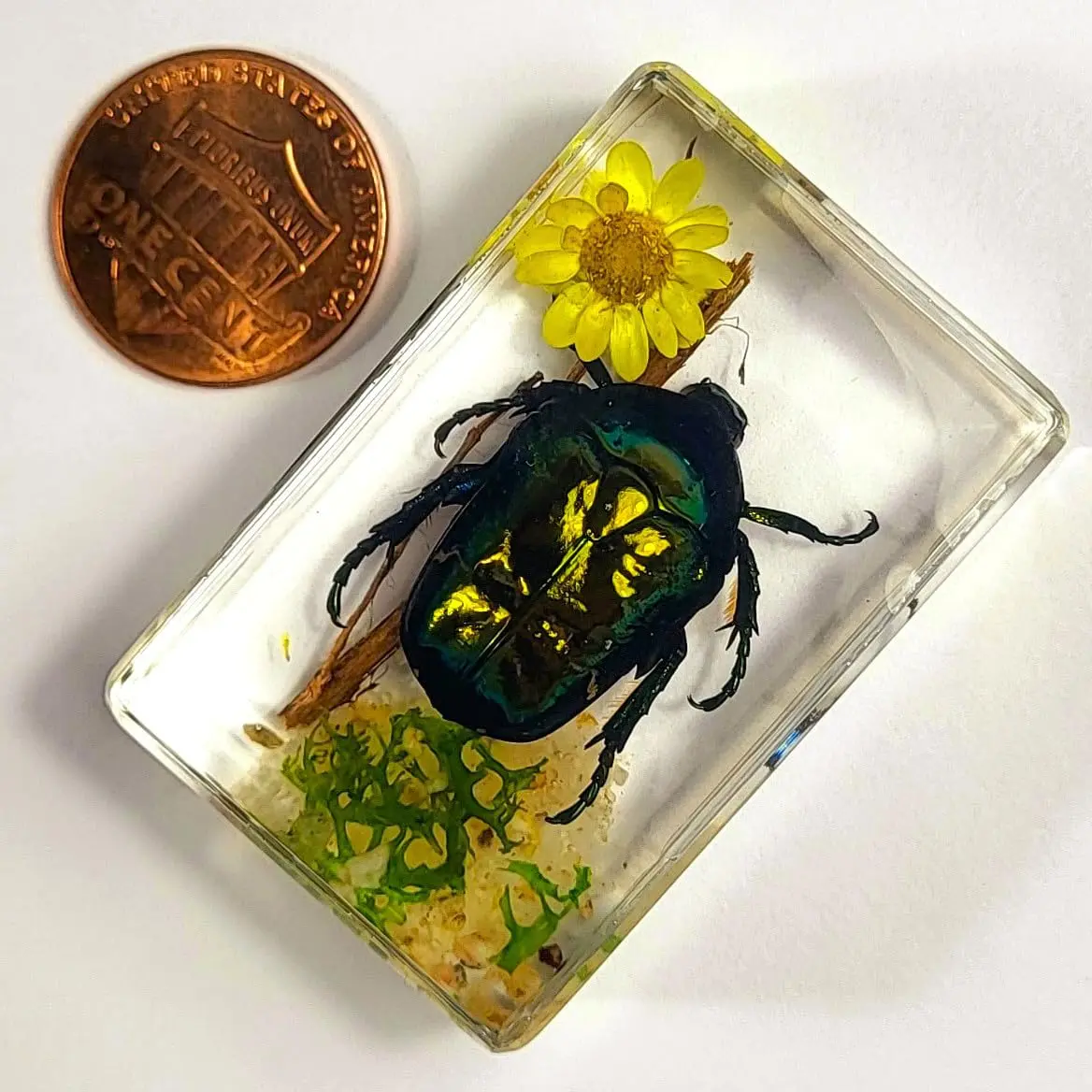 44mm Real Rose Chafer British Beetle on Flower in Clear Lucite Resin Garden Scenery Diorama Decor Specimen Preserved Insect Taxidermy Crafts Collection for Biology Science Education Display