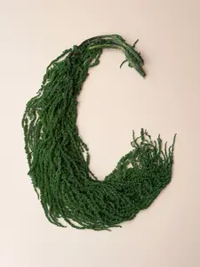 Hanging Amaranthus - Emerald Forest Green