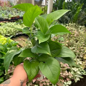 4” Jade pothos