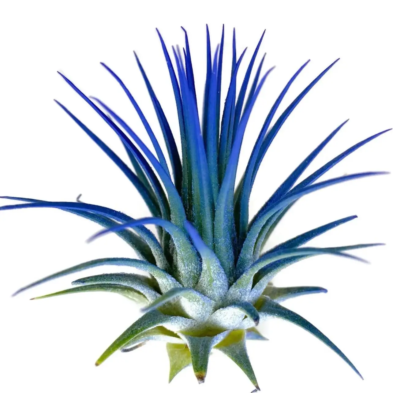 Ionantha Guatemala Tillandsia Air Plant Blue, Guatemala Tillandsia Live Airplant, mini plant, small airplant for display, Healthy Arrival Guaranteed,