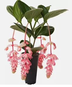 Royal GLOW Magnifica Medinilla Plant~Live Well Rooted STARTER Plant~ VERY RARE