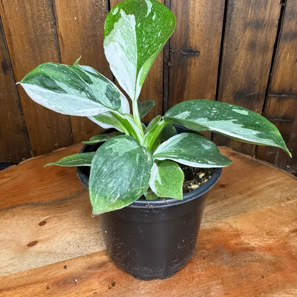 Variegated Self-Heading Philodendron White Princess Live Tropical Plant - Upright Habit Indoor Home Decor Greenery for Display