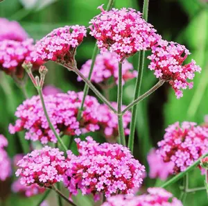 12000 Blue Vervain Flower Seeds - Purpletop Vervain Verbena Officinalis
