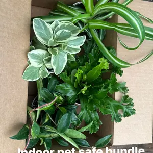 MYSTERY indoor or succulent plants 4 plants choose your option