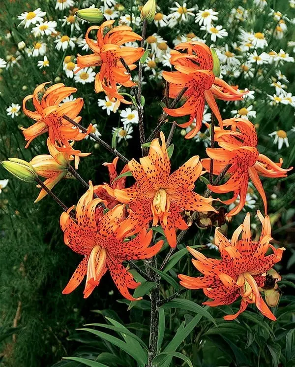 planting money plant seeds 100 Money Plant Flower Seeds